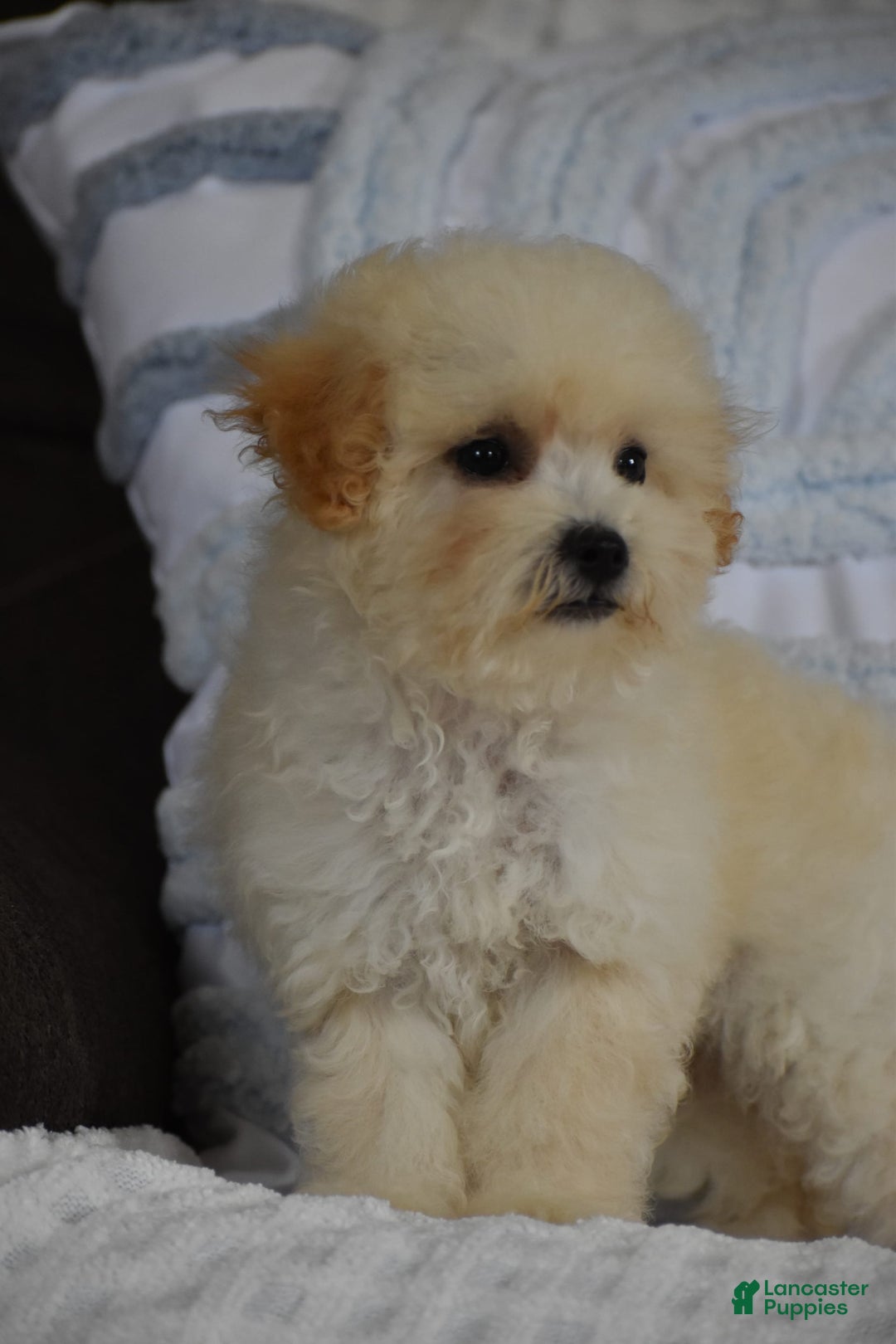 Miniature Poodle dogs for sale: Tammy - Image 5
