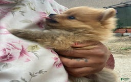 Pomeranian dogs for sale: Jamie - Image 7