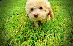 Havapoo dogs for sale: Twinkie - Image 7
