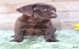 Labrador Retriever dogs for sale: Rocky - Image 5
