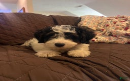 Mini Bernedoodle dogs for sale: ben - Image 5