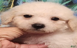 Bichon Frise dogs for sale: Toy Poodle/toy Bichon Puppy - Image 9