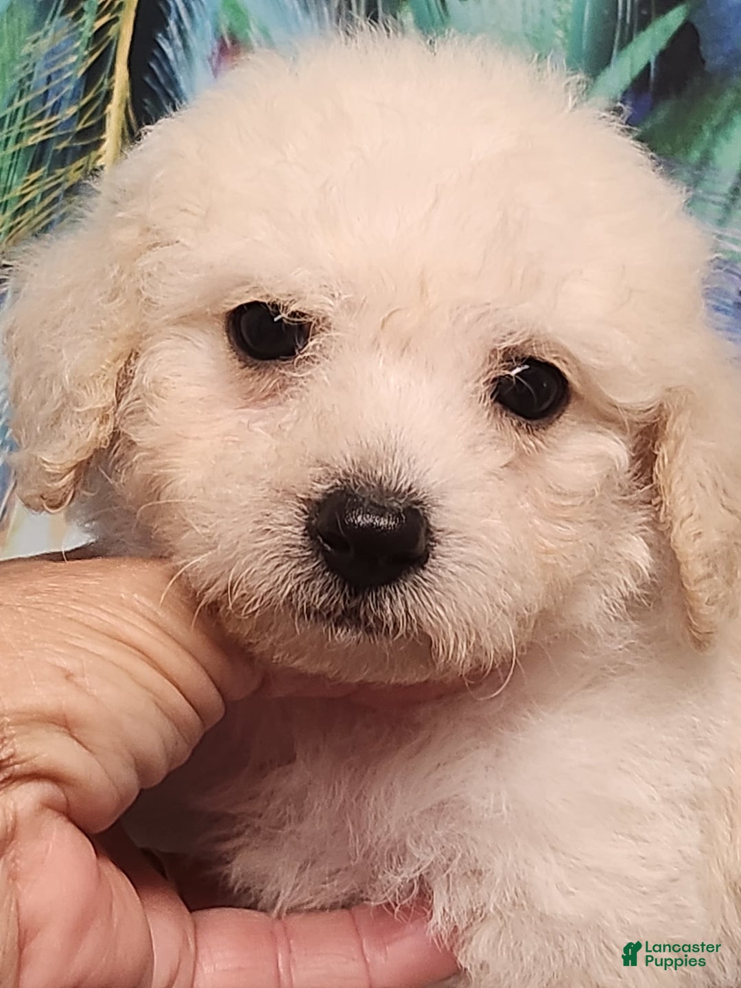 Bichon Frise dogs for sale: Toy Poodle/toy Bichon Puppy - Image 9