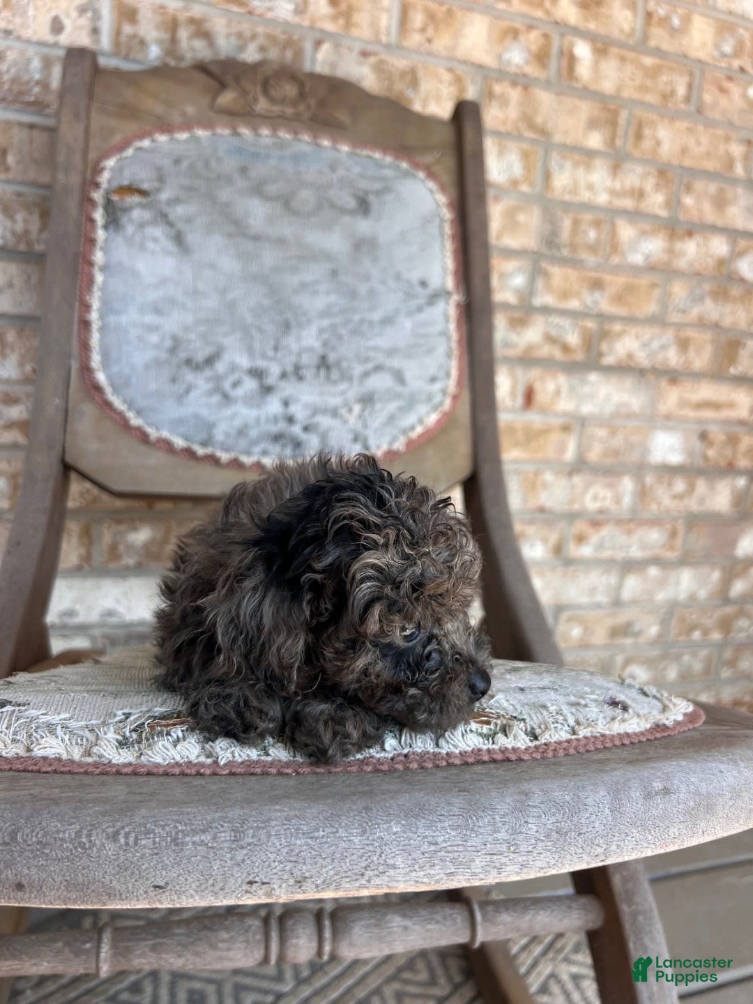Cavapoo dogs for sale: Riley - Image 5
