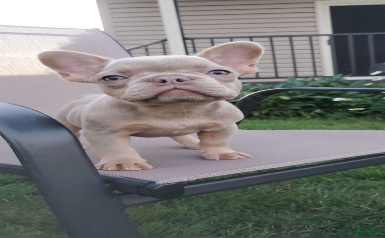French Bulldog dogs for sale - Ad 2