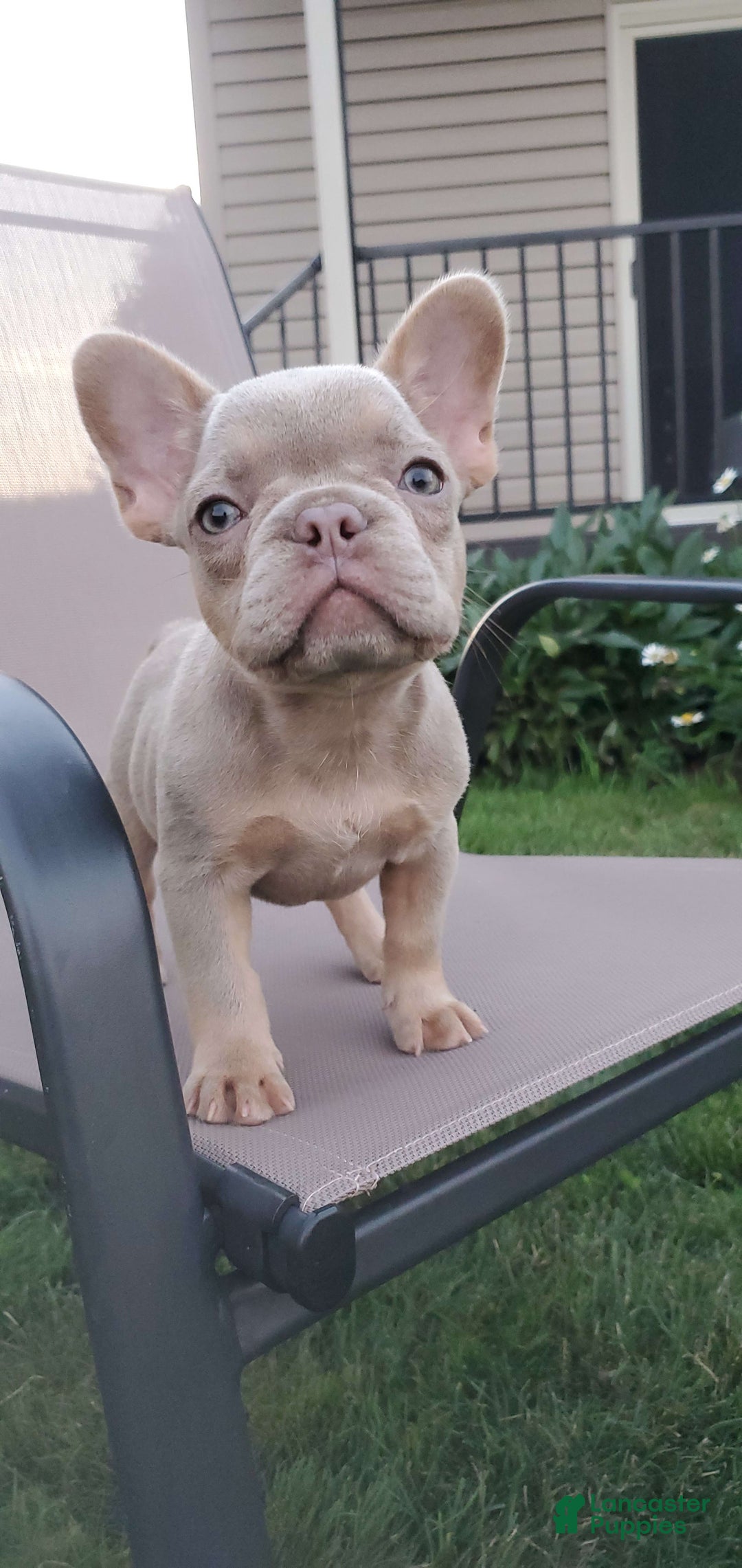 French Bulldog dogs for sale: Connie - Image 1