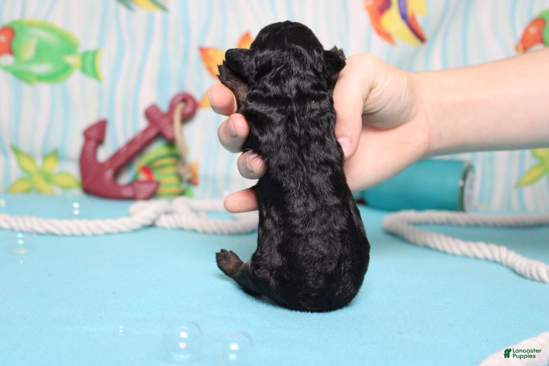 Mini Bernedoodle dogs for sale: Mike - Image 5
