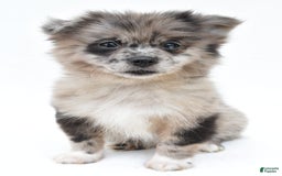 Pomeranian dogs for sale: Daisy - Image 1