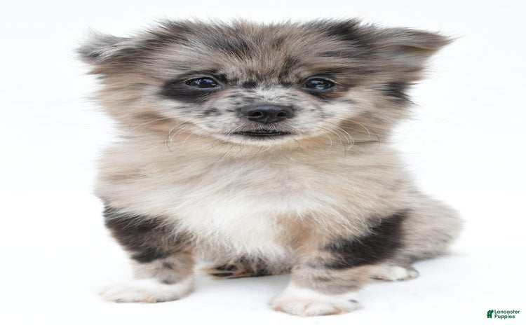 Pomeranian dogs for sale - Ad 3