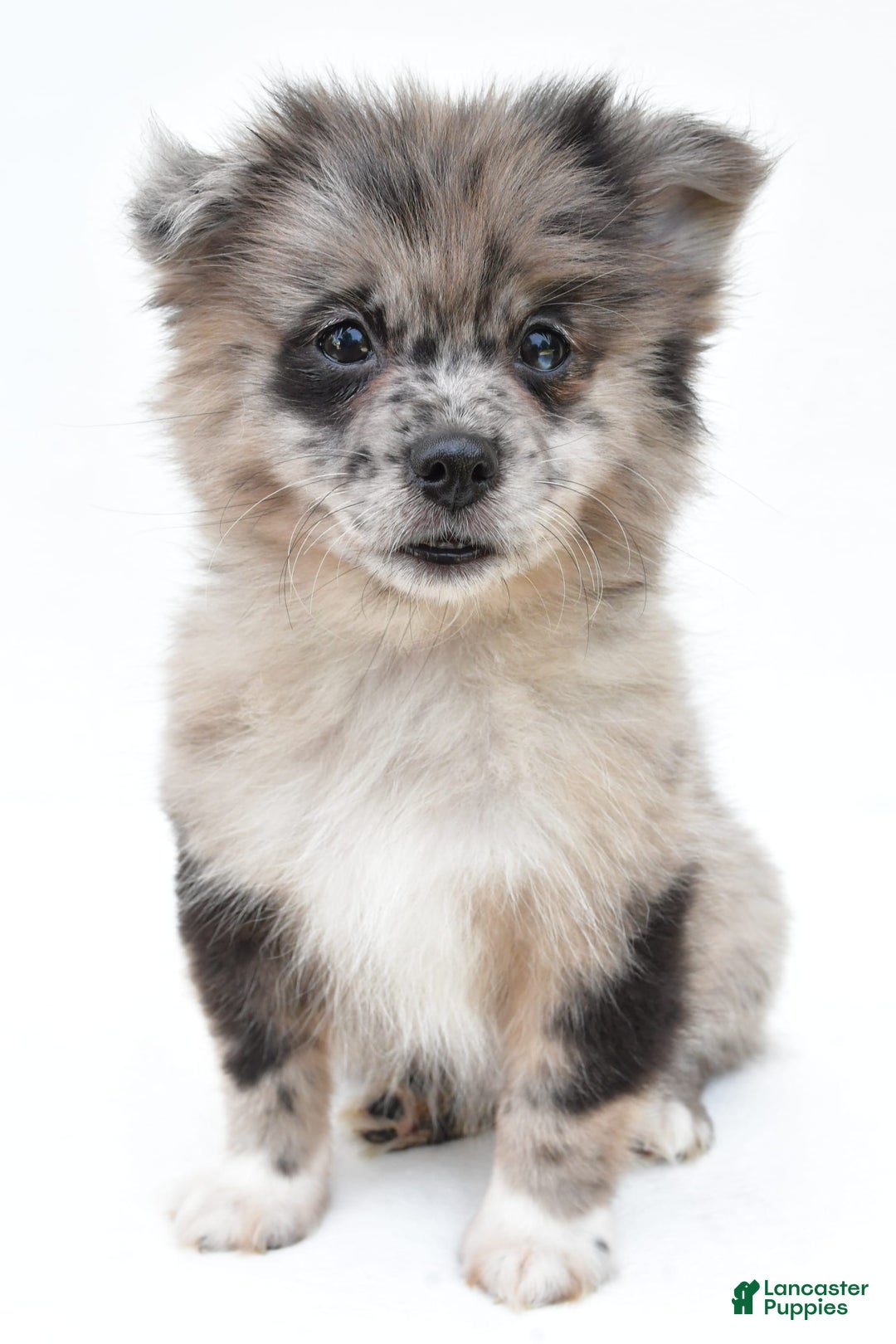 Pomeranian dogs for sale: Daisy - Image 1