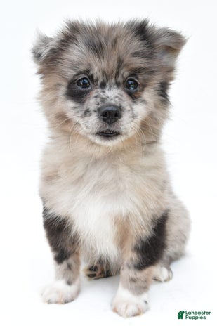 Pomeranian dogs for sale - Ad 3