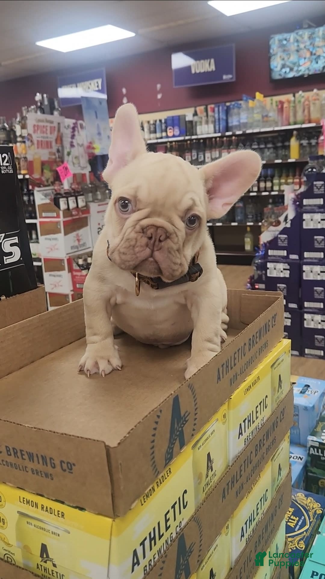 French Bulldog dogs for sale: Platinum Rojo Isabella Carrier Fluffy - Image 2
