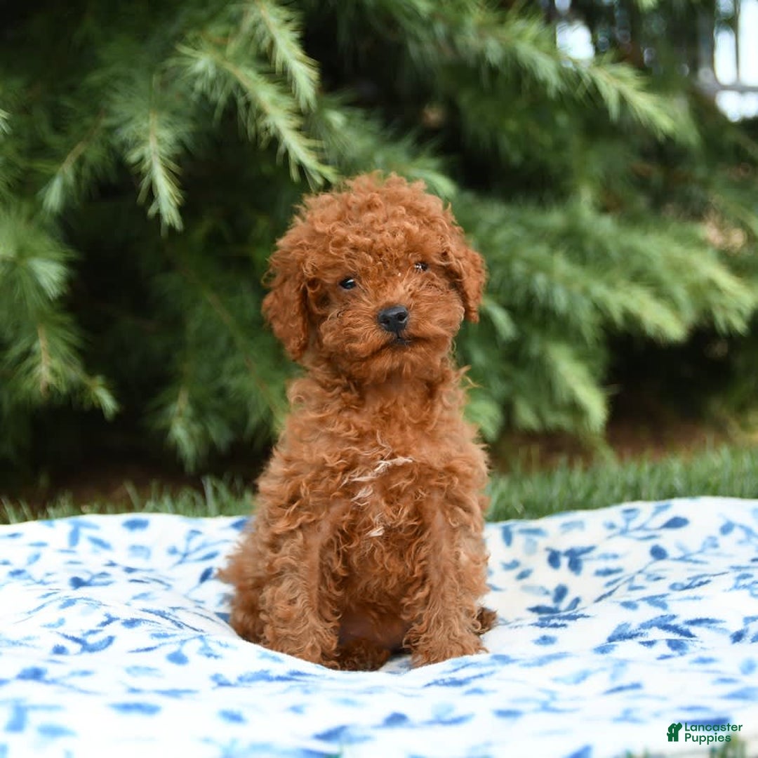 Mini Goldendoodle dogs for sale: Georgia - Image 10
