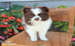 Pomeranian dogs for sale: Pomeranian 4 puppies - Image 3