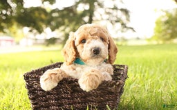 Mini Goldendoodle dogs for sale: Rio - Image 1
