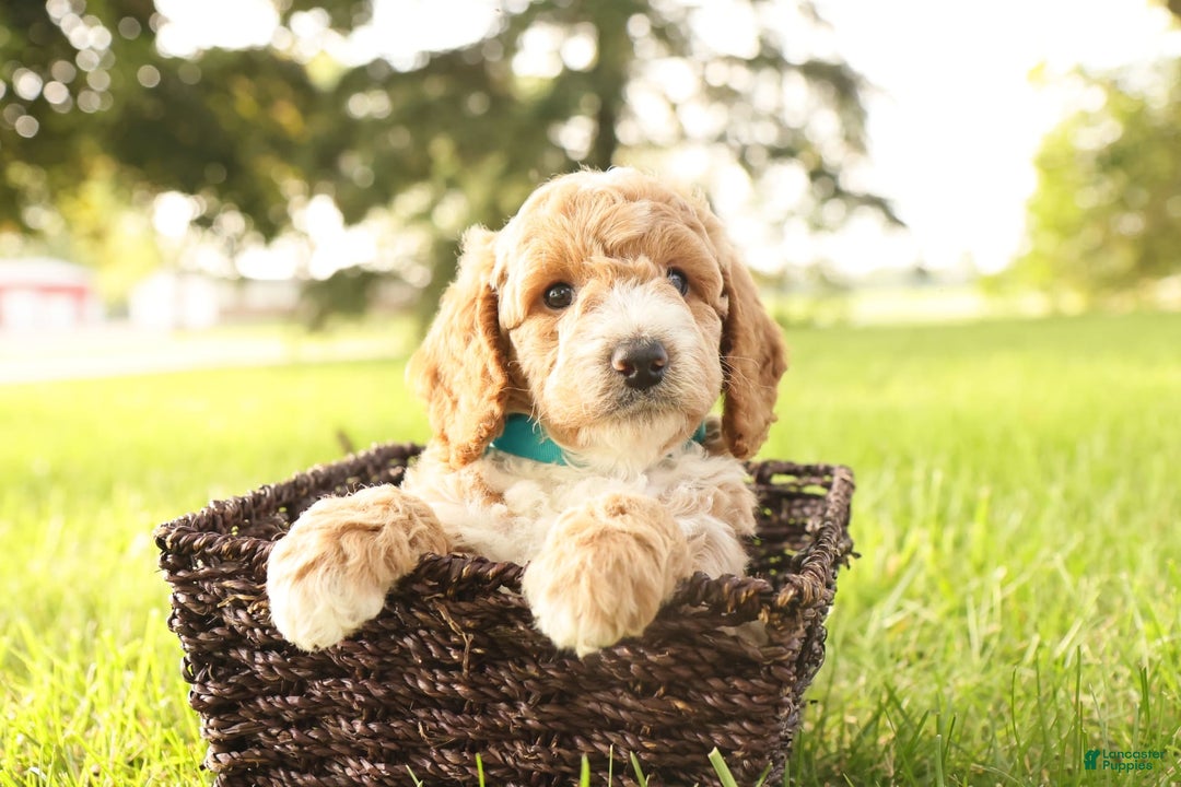 Mini Goldendoodle dogs for sale: Rio - Image 1