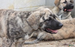 Anatolian Shepherd dogs for sale: Carly - Image 3