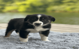 Australian Shepherd dogs for sale: Nova - Image 5