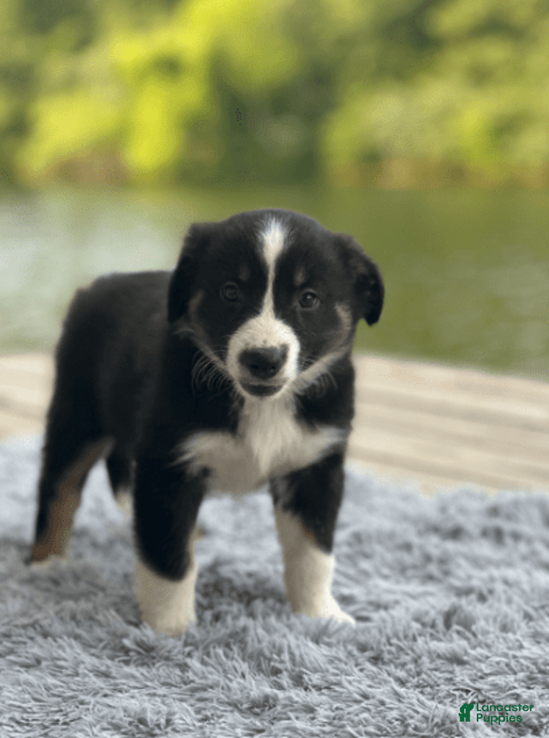 Australian Shepherd dogs for sale: Nova - Image 5