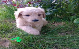 Goldendoodle dogs for sale: Light Green - Image 2