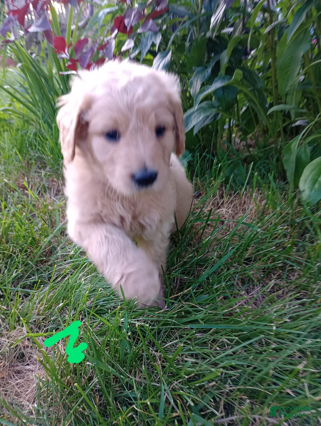 Goldendoodle dogs for sale: Light Green - Image 2