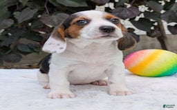 Beagle dogs for sale: Penny - Image 12
