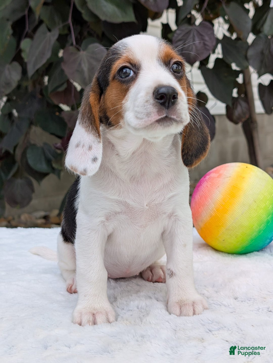 Beagle dogs for sale: Penny - Image 12