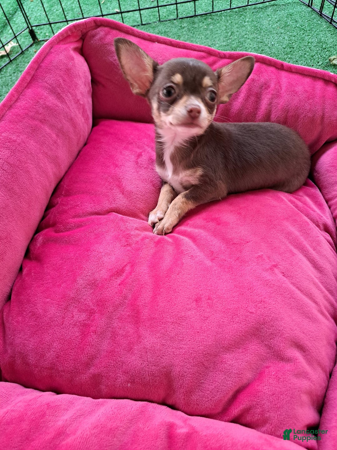 Chihuahua dogs for sale: Toy Bella - Image 2