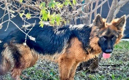 German Shepherd dogs for sale: Female - Image 5
