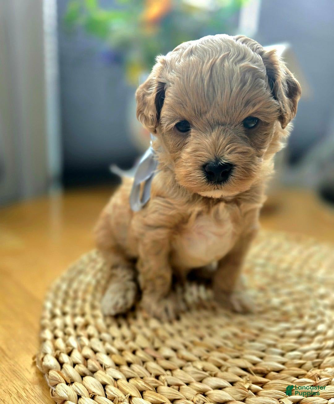 Maltipoo dogs for sale: Cloe - Image 5