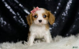 Cavalier King Charles Spaniel dogs for sale: Moana - Image 1