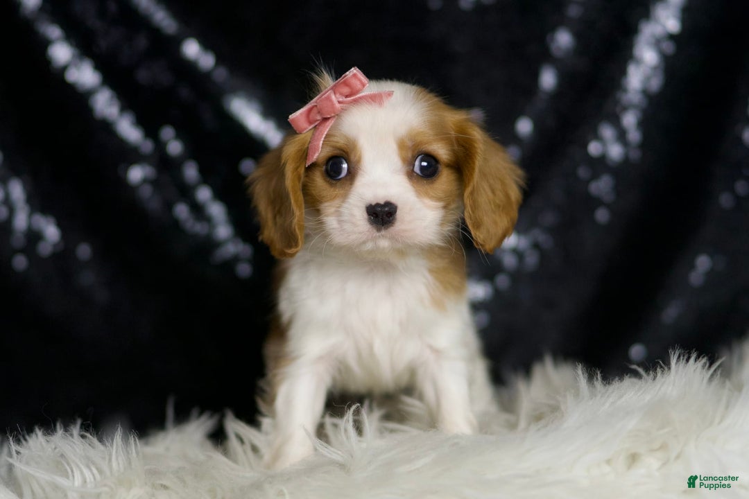 Cavalier King Charles Spaniel dogs for sale: Moana - Image 1