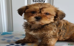 Shorkie dogs for sale: Teddy - Image 5