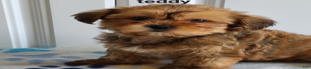 Teddy