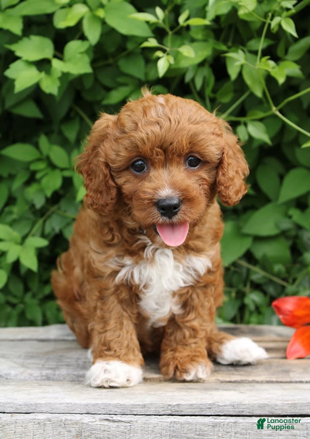 Cavapoo dogs for sale: Cavapoo 5 puppies - Image 3