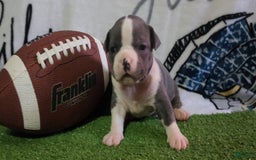 American Bully dogs for sale: Hazel - Image 9
