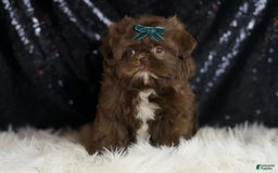 Shih Tzu dogs for sale: Dove - Image 1