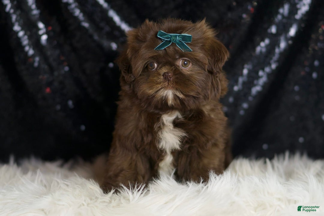 Shih Tzu dogs for sale: Dove - Image 1