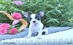 Chihuahua dogs for sale: Brewster - Image 7