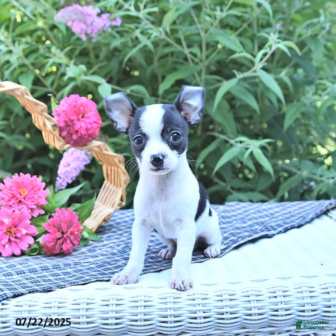Chihuahua dogs for sale: Brewster - Image 7