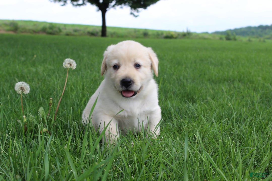 Goldador dogs for sale: Allen - Image 1