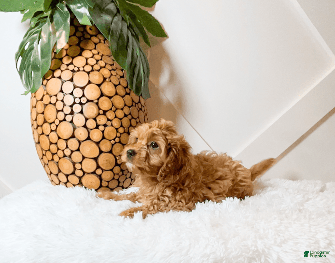 Cavapoo dogs for sale: Zariah - Image 4