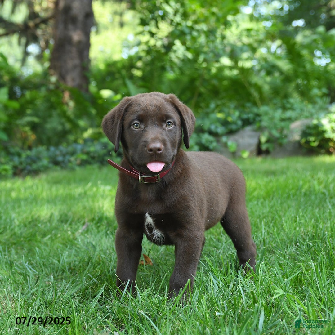 Labrador Retriever dogs for sale: Milo - Image 4