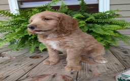 Goldendoodle dogs for sale: Lolly - Image 9