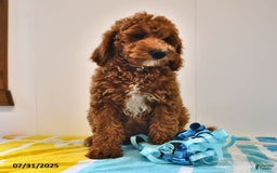 Mini Goldendoodle dogs for sale: Edger - Image 8