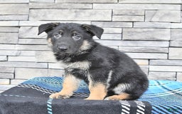 German Shepherd dogs for sale: Smokey - Image 2