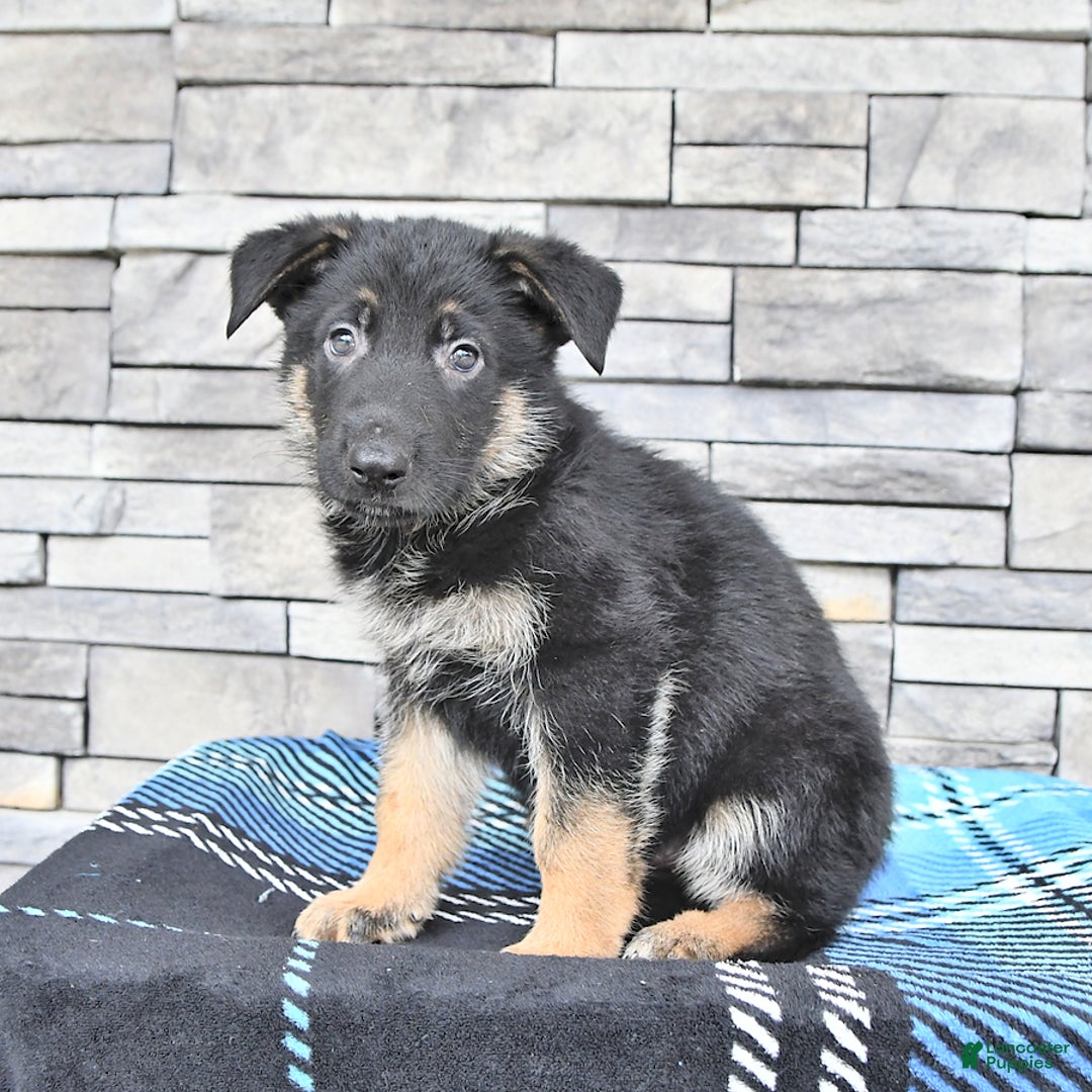German Shepherd dogs for sale: Smokey - Image 2