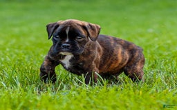Boxer dogs for sale: Danny - Image 1