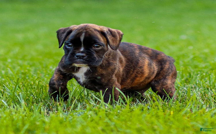 Boxer dogs for sale - Ad 5