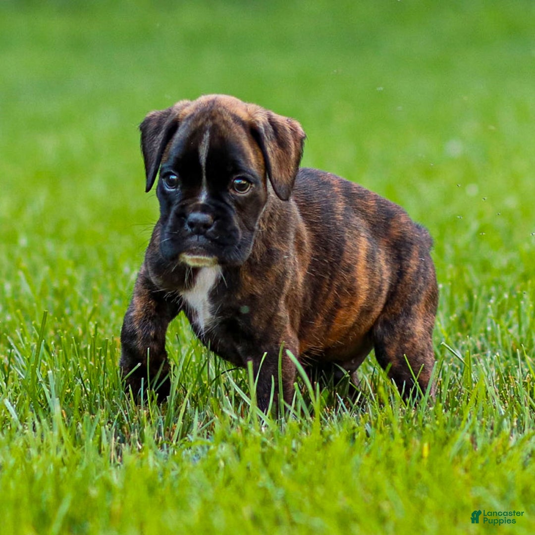 Boxer dogs for sale: Danny - Image 1
